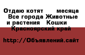 Отдаю котят. 1,5 месяца - Все города Животные и растения » Кошки   . Красноярский край